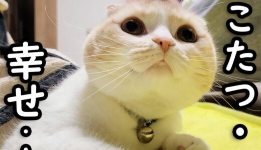 こたつの魔力...こたつを元に戻したら猫と犬がこうなっちゃいました...