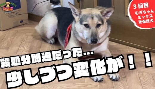 トリミングに来るたび変化がある元保護犬！帰る時車が嫌で戻ってきた！！