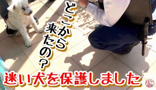 【迷子犬 保護】迷子の老犬を保護しました