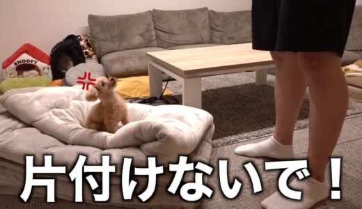 こたつを片付けたら犬語でめちゃくちゃ文句を言われました…。