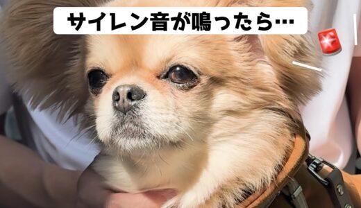 近くでサイレン音が鳴った結果…【うわうわ犬】