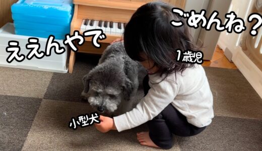 【やめて！】小型犬と大型犬の子犬の喧嘩をなんと１歳児が止めてくれました…！｜グレートピレニーズ&オールドイングリッシュシープドッグ&トイプードル