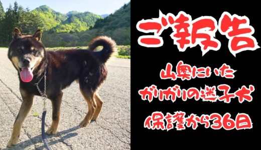 ご報告です❗️山奥で保護した迷子犬