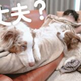 体調不良のお兄ちゃんが心配で添い寝する犬達が優しすぎて泣いた・・・【ボーダーコリー・オーストラリアンシェパード】