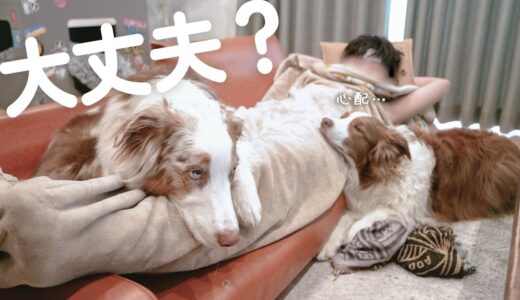 体調不良のお兄ちゃんが心配で添い寝する犬達が優しすぎて泣いた・・・【ボーダーコリー・オーストラリアンシェパード】