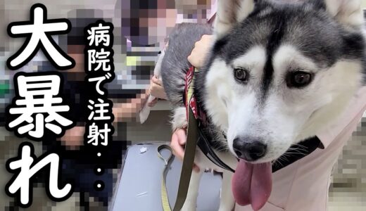 病院で大嫌いな注射を打たれて大泣きしてしまった…