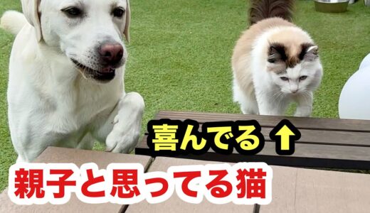 大好きな犬が一緒にいると幸せな猫