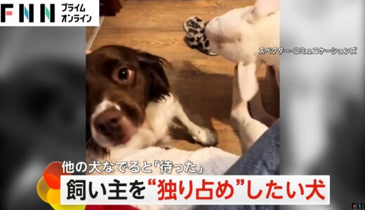 飼い主を“独り占め”したい犬　ほかの犬をなでると「待った」(2024/05/01)