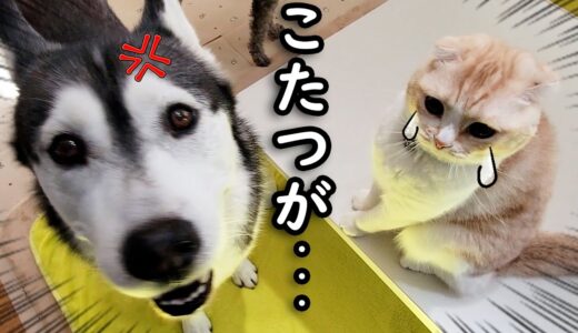 こたつをこっそり片付けたら猫が犬を連れて怒って文句言いにきた…