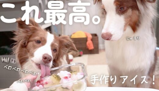 手作りアイスを心待ちしているわんこ達が可愛すぎる✨！！！熱中症対策🌞【犬用アイス作り方】