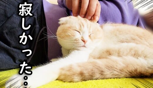 仕事で帰りが遅くなり寂しくて飼い主に甘える猫と犬が可愛すぎる