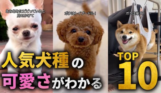 【全員可愛】人気犬種TOP10の可愛さがわかる解説