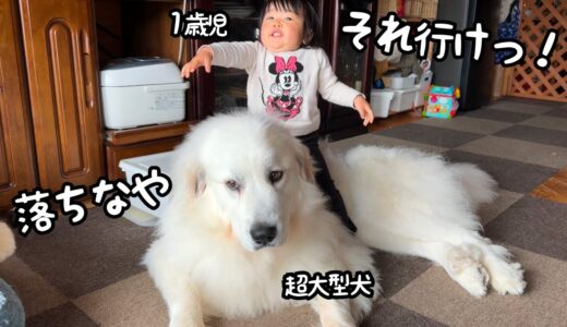 【夢が！】ついに超大型犬を完全に乗りこなしてしまった１歳児が凄すぎました…｜グレートピレニーズ&オールドイングリッシュシープドッグ&トイプードル